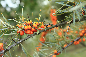 Image showing sea buckthorn plant