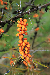 Image showing sea buckthorn plant