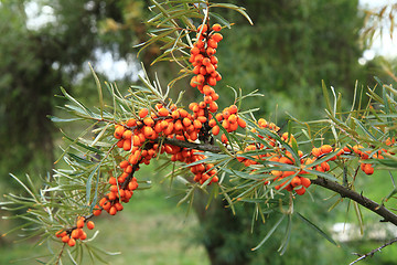 Image showing sea buckthorn plant