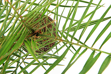 Image showing date fruit palm tree