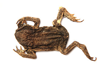 Image showing dead frog isolated