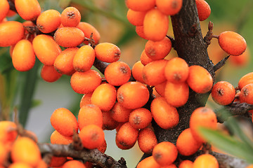 Image showing sea buckthorn plant