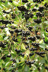 Image showing chokeberries tree