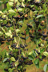 Image showing chokeberries tree