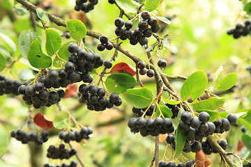 Image showing chokeberries tree