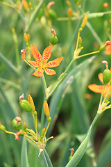 Image showing Blackberry Lily flower in garden