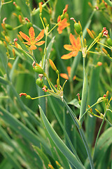 Image showing Blackberry Lily flower in garden