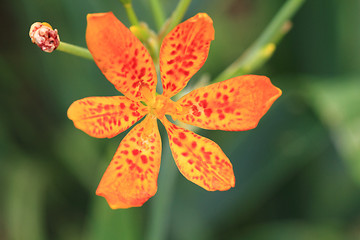 Image showing Blackberry Lily flower in garden