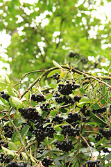 Image showing chokeberries tree