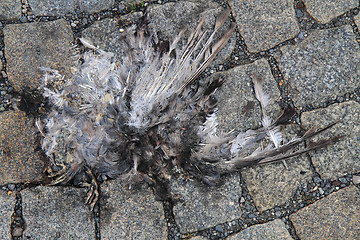 Image showing dead bird