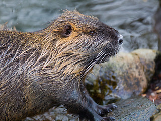 Image showing Myocastor coypus, single mammal