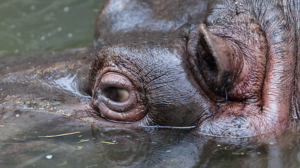 Image showing Close up shot of hippo\'s eye