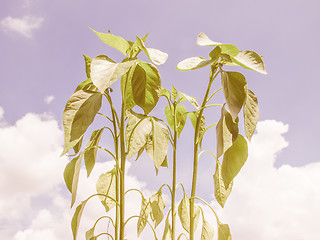 Image showing Retro looking Plug pepper plant