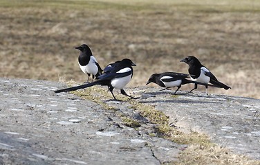 Image showing Magpie