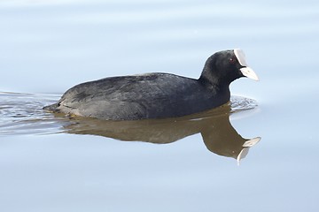 Image showing Common Coot.