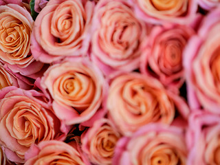 Image showing beautiful orange rose