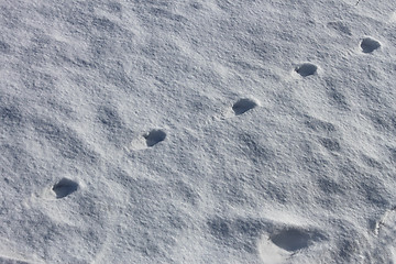 Image showing Dogs imprint on the snow