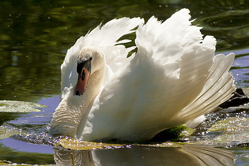 Image showing mute swan