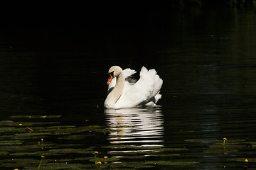 Image showing mute swan