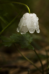 Image showing wood anemone