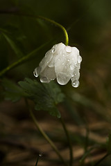 Image showing wood anemone