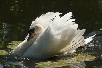 Image showing mute swan