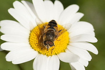 Image showing hoverfly