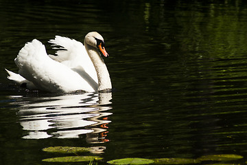 Image showing mute swan