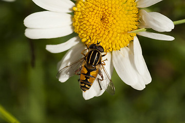 Image showing hoverfly on daisy