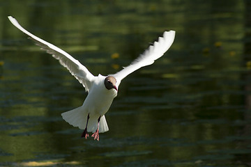 Image showing black-headed gull