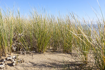 Image showing Ammophila - Specific Grass on Sand Dunes