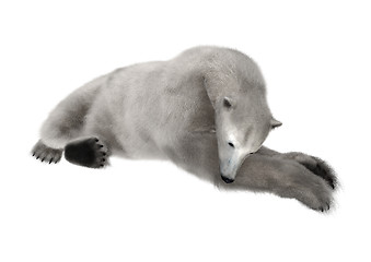 Image showing Polar Bear on White