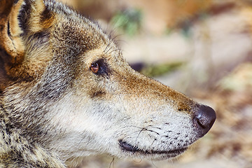 Image showing Portrait of The Wolf