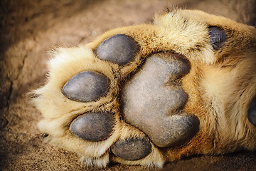 Image showing Paw of Lion