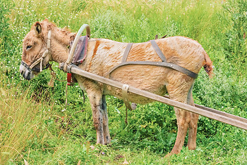 Image showing Harnessed  donkey