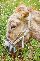 Image showing Portrait of Donkey