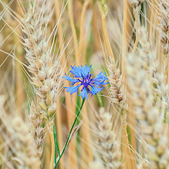 Image showing Blue Cornflower