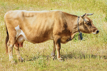 Image showing Brown Cow
