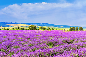 Image showing Lavender Field