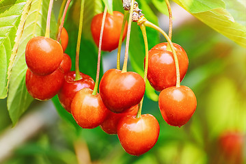 Image showing Cherry