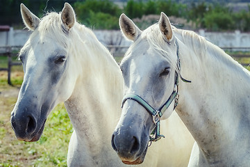 Image showing White Horses