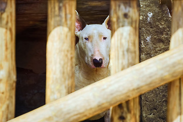 Image showing Dog behind the Fence