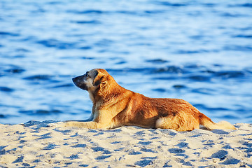 Image showing Stray Dog