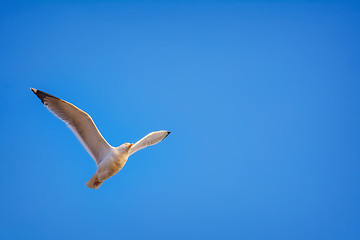 Image showing Seagull