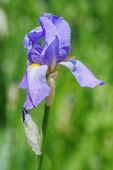 Image showing Blue Iris