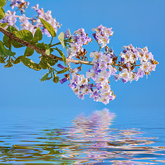 Image showing Paulownia Fortunei Flowers