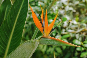 Image showing Bird of Paradise Flower