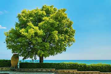 Image showing Tree with Lush Foliage 