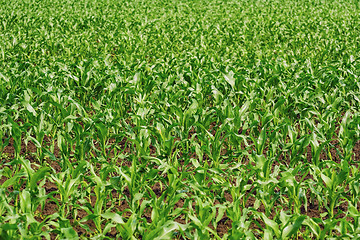 Image showing Cornfield