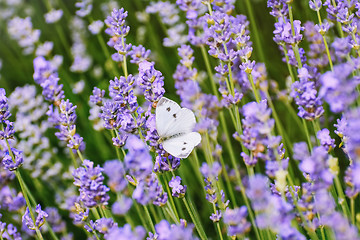 Image showing Butterfly